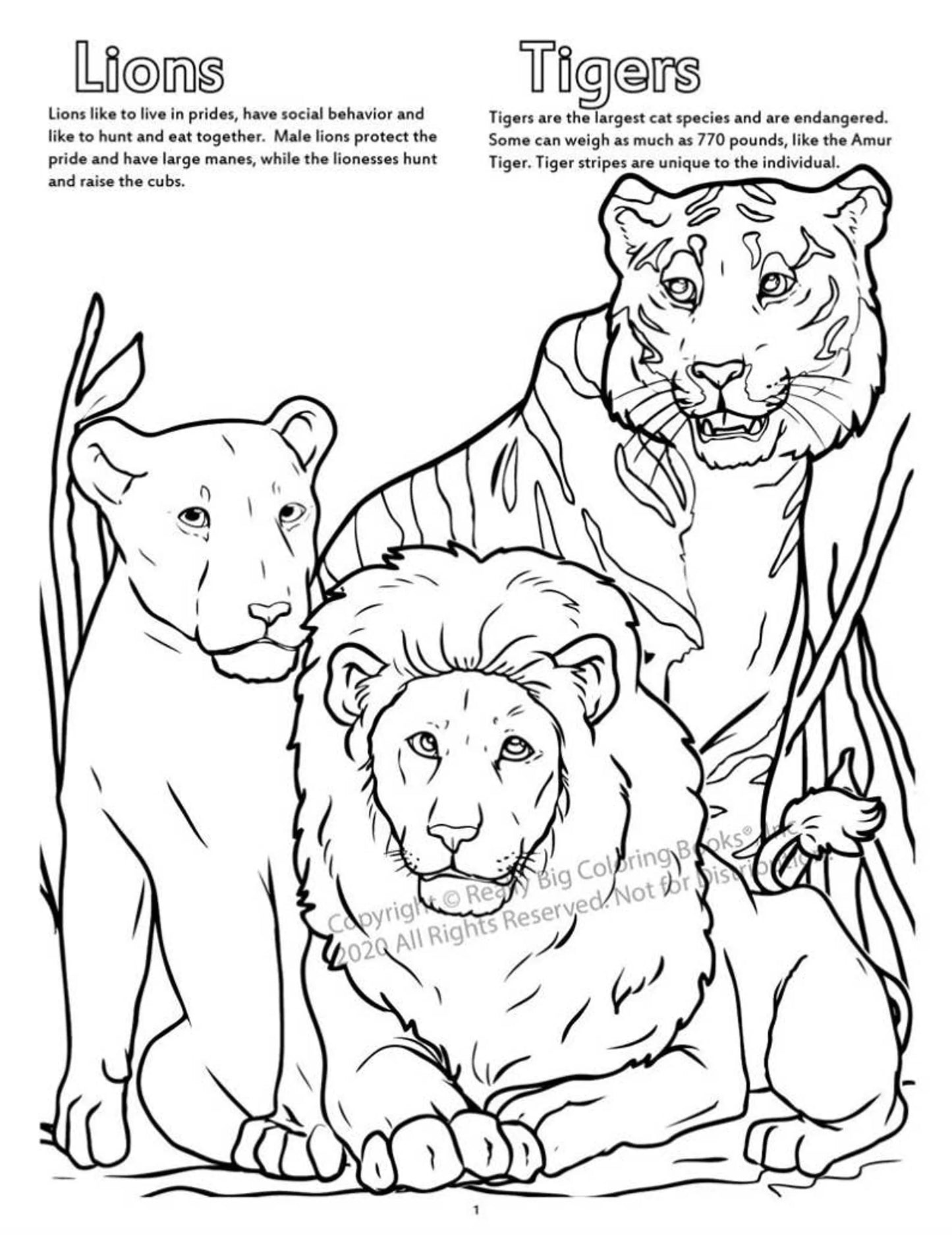 Zoo Animals Coloring Book